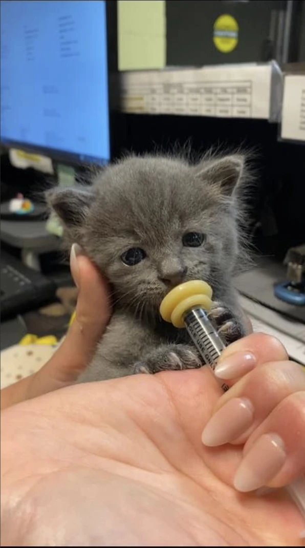 A neonatal kitten being bottle fed