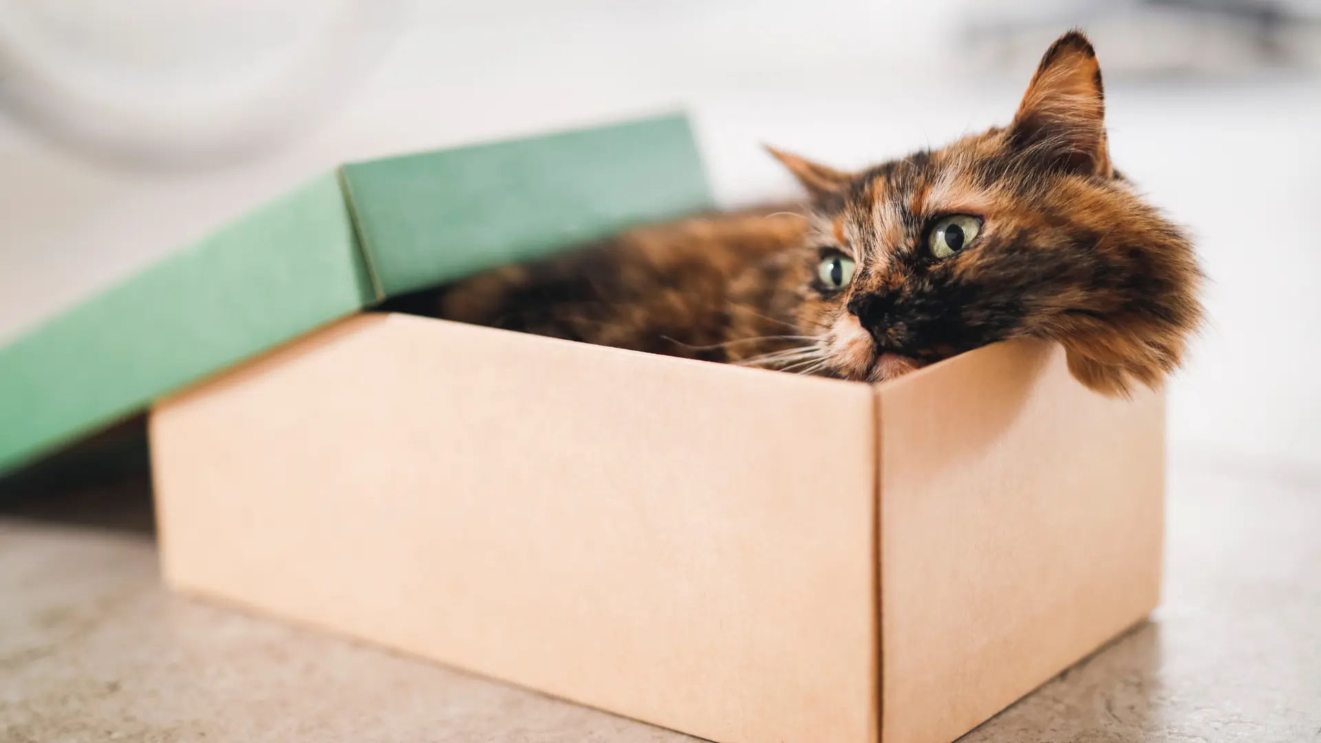 How to make your house feel like their home
