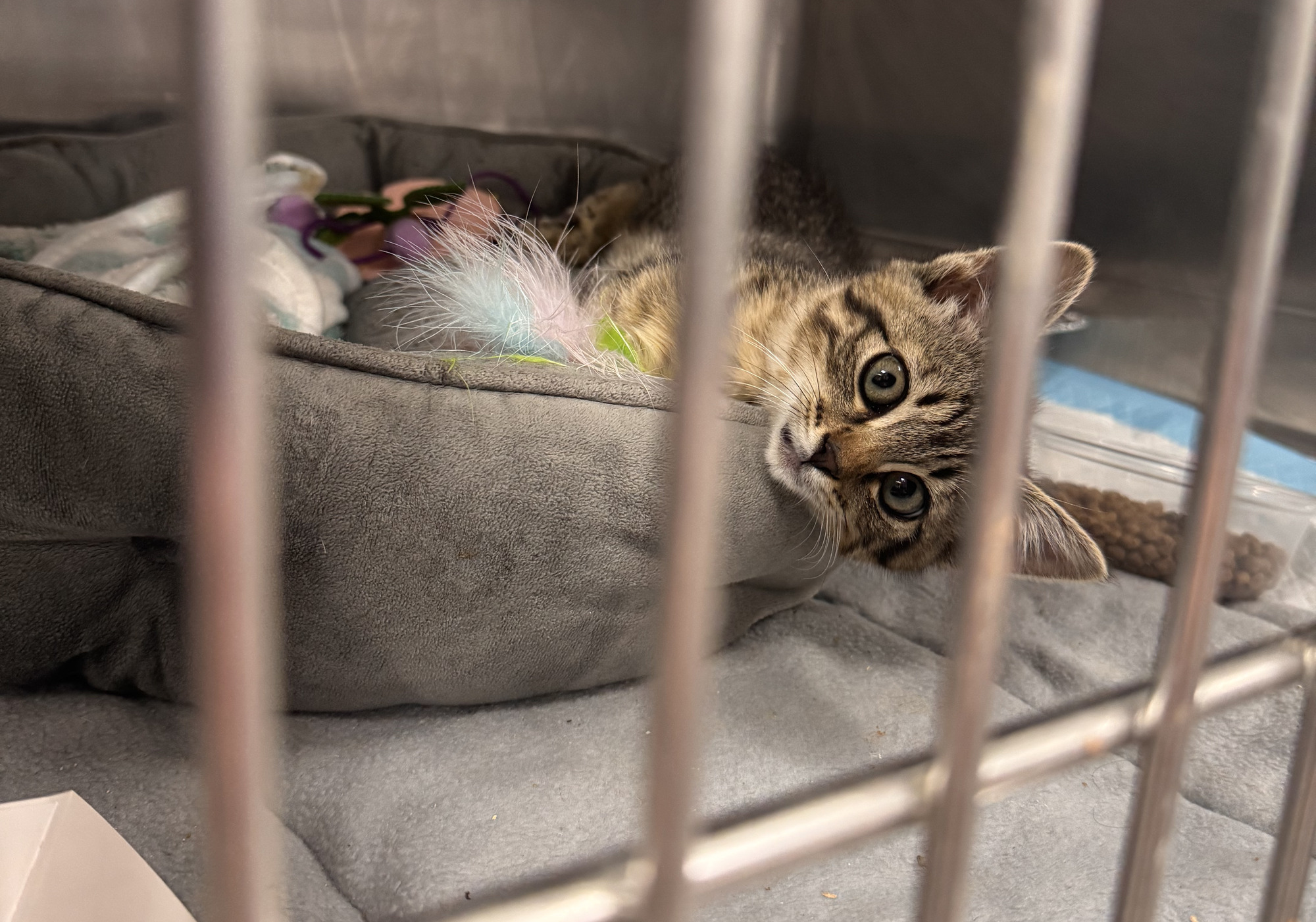 A tabby kitten resting in a shelter kennel, looking out through the bars