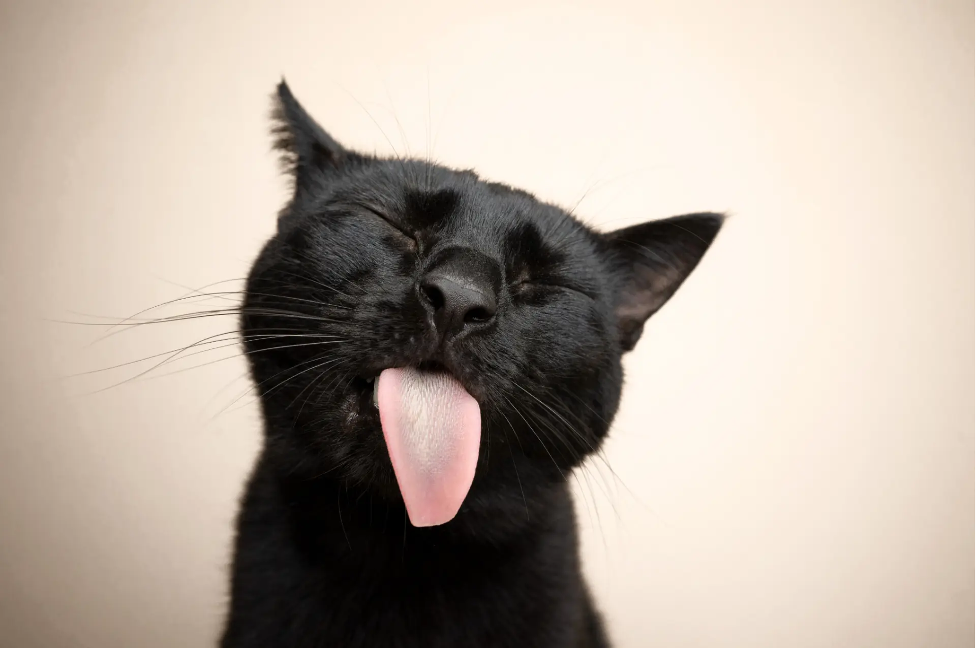 Are black cats really unlucky? History says otherwise