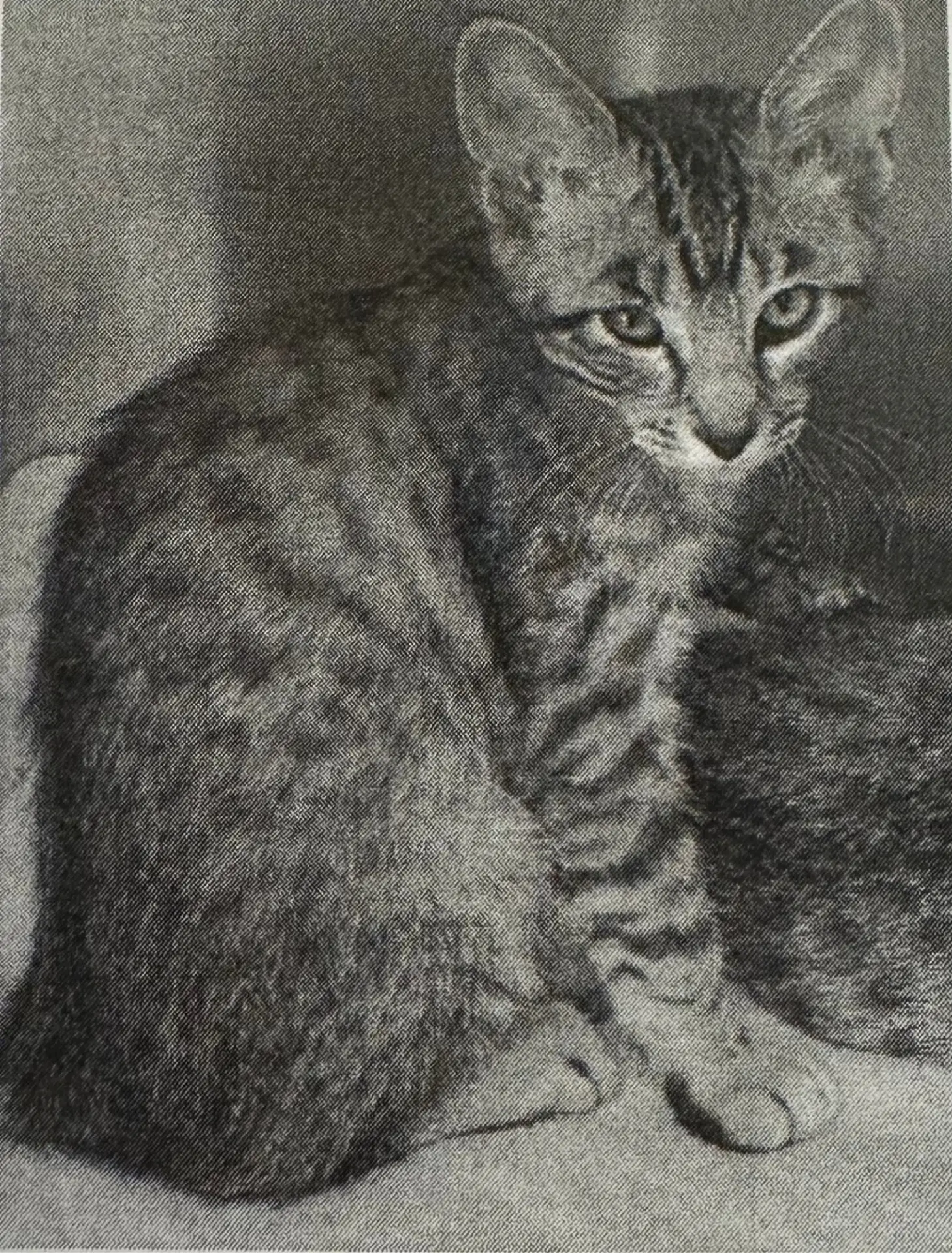 Casper, then named Gordon, as a kitten at the shelter