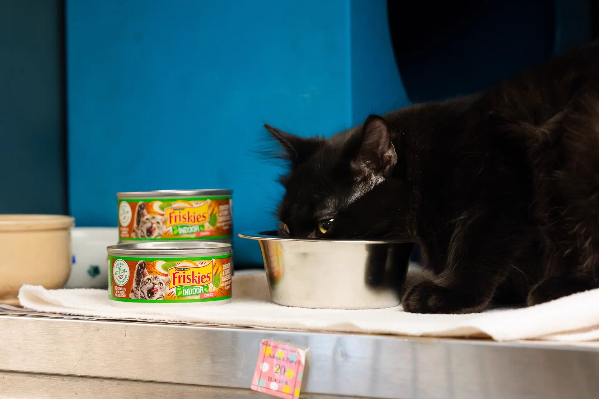 1,000 pounds of wet food for Wisconsin shelters